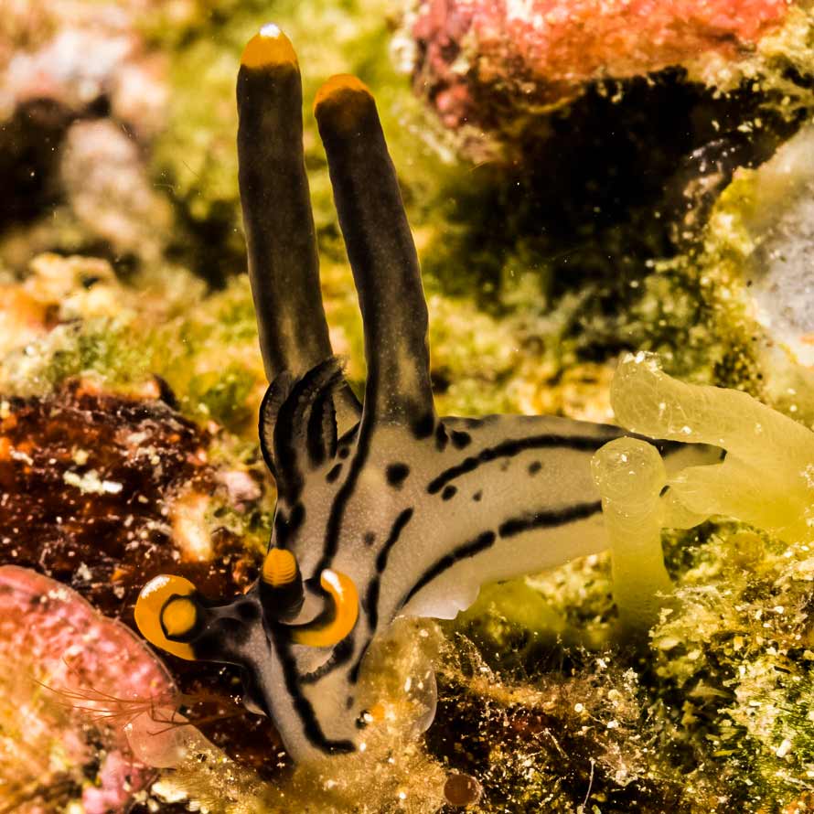 Thecacera picta